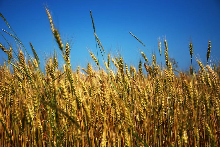 Ukraine : Golden Fields