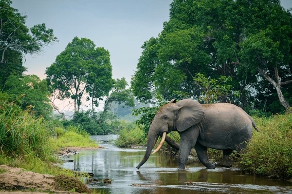 DRC